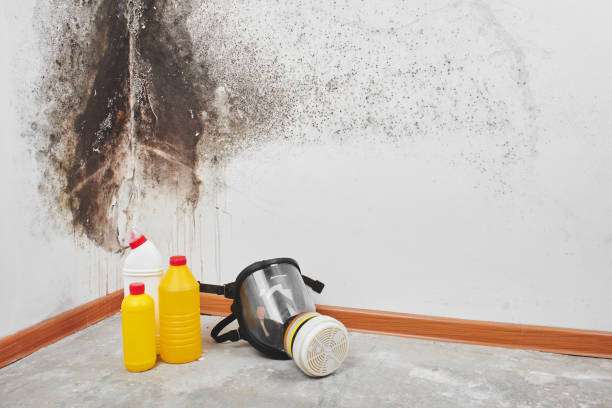 Best Crawl Space Mold Remediation in Mbrian Park, CA