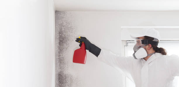 Best Preventive Mold Services in Mbrian Park, CA