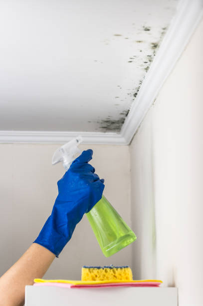 Best Black Mold Remediation in Mbrian Park, CA
